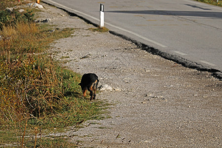 一条狗回家路一只流浪狗沿着一条空无一人的路跑 有选择的焦点晴天警卫孤独动物群小狗公园跑步小路宠物院子背景