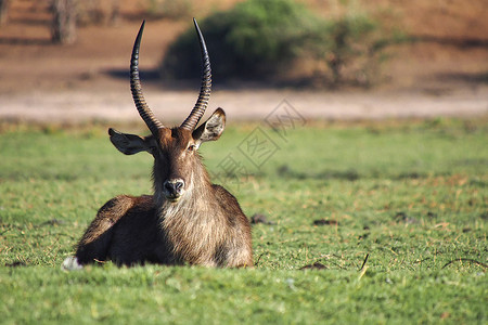 Waterbuck 博茨瓦纳乔贝国家公园高清图片