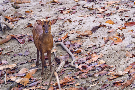 斯特雷萨尼泊尔Bardia皇家国家公园Muntjacs荒野动物生境生态绿色历史野生动物脊椎动物森林多样性背景