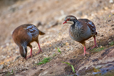拉杰帕特西班牙Monfrage国家公园红腿帕特里奇保护区生物荒野羽毛动物生活鹧鸪动物群鸟类野生动物背景