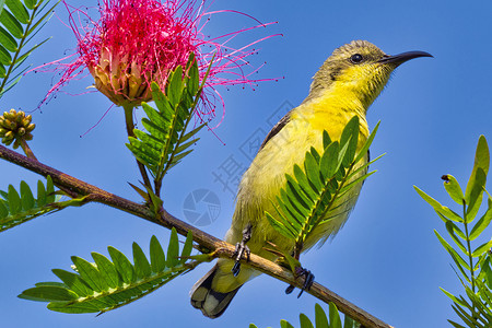 隆巴尔迪尼泊尔Bardia皇家国家公园紫色Sunbird羽毛避难所野生动物动物群太阳鸟动物森林动物学金鱼生物背景