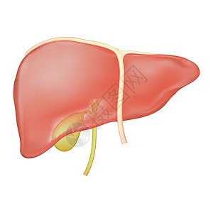 肝脏功能组织健康高清图片