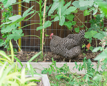马兰人在美国得克萨斯州达拉斯附近的有机蔬菜园里 在自由牧场上产蛋母鸡田园花园家畜后院风光羽毛农家院菜园家禽栅栏背景图片