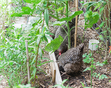 美国得克萨斯州达拉斯附近的有机蔬菜园 特写两场免费赛程 在鸡鸡鸡鸡中做鸡蛋鸡家禽牧场农场花园栅栏菜园后院范围风光羽毛背景