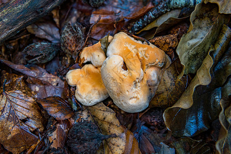 屏幕真菌丰富多彩的秋天森林中各种蘑菇真菌地面芭蕾舞树脂家庭屏幕菌丝体背景叶子日志团体背景