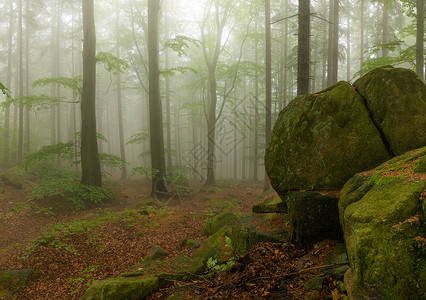 在Rudawy Jan的雾林中 岩浆覆盖着大块巨石高清图片