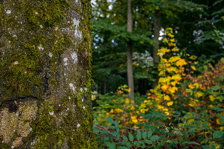 印度山毛榉树秋天的落叶秋天的叶子高清图片