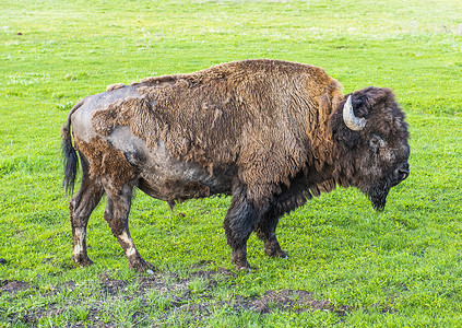 黄石公园的Buffalo公牛背景图片