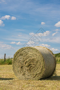 德国农业 海劳斯天空环境植物群全景食物草地风景农场蓝天动物性背景图片