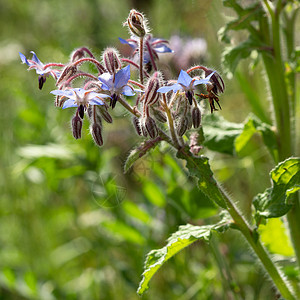 波拉戈核废料花头园艺花艺花园生长季节生物生命周期植物花坛背景