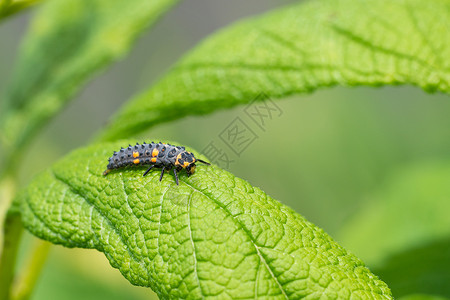 Lasbug 的毛虫毛虫植物群环境甲虫昆虫野生动物王国动物植物衬套动物群背景图片
