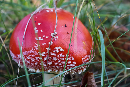 毒蝇鹅膏菌红毒蘑菇被称为苍蝇照片菌类性质荒野森林地面季节叶子植物毒菌背景