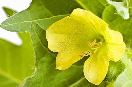 黄黄金烷药品植物黄色仙子宏观背景图片