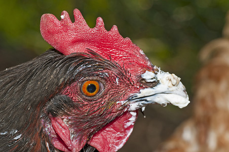 鸡嘴莲鸡用涂抹的嘴羽毛宠物居住生物女性小鸡乡村红色家禽生活背景