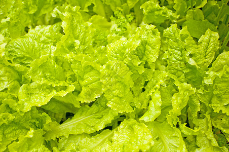 绿色沙拉蔬菜纤维食物矿物收成花园栽培厨房烹饪背景图片