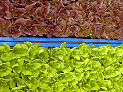 沙拉树苗沙拉树叶自立绿色烹饪温室蔬菜厨房植物生长背景图片
