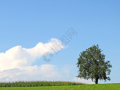 树草地环境天空牧歌场地天气国家蓝色绿色背景图片