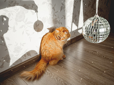 迪斯科猫模糊舒适高清图片