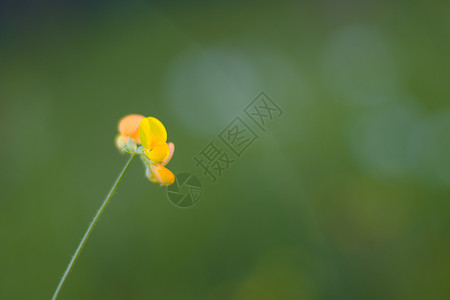 光效金线叶子自然 自然背景 绿色的颜色 草地和植物生长的阳光照耀宏观太阳叶子花园生态柔软度光效墙纸活力季节背景