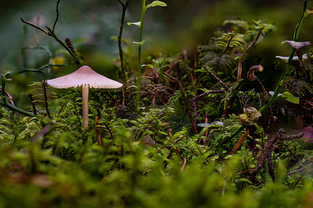 掌舵人蘑菇真菌在多彩的秋天森林中背景