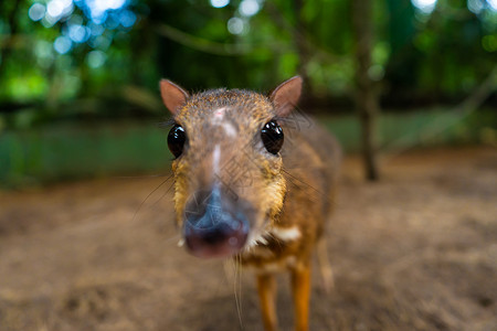 神奇小鹿Kanchil 是一只来自热带的神奇可爱的小鹿 鼠鹿是最不寻常的动物之一 偶蹄鼠警报反射公园动物园耳屏老鼠毛皮耳蜗荒野尾巴背景
