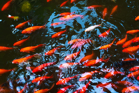 池塘里成群的日本红雕像 鱼作为室内装饰品情调生活异国游泳锦鲤橙子宠物热带水族馆花园背景图片