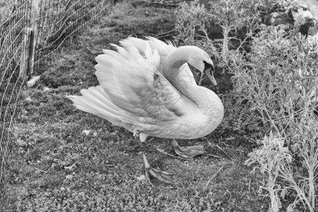 自然环境中美丽的白羽毛天鹅青白色羽毛天鹅白天鹅优美场景野生动物荒野蓝色池塘反射翅膀背景图片