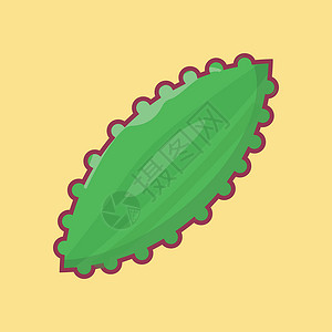 葫芦瓜蔬菜水果热带绿色叶子饮食美食生产香脂营养葫芦设计图片