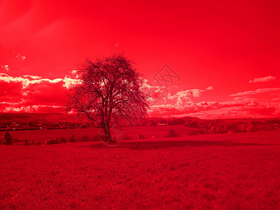 德国风景中的一棵旧梨树红外线照片草地光谱天空多云山脉红外假色红色背景图片