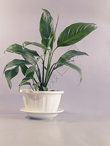 白鹤芋美丽的室内花朵 桌上的石法植物白色生长绿色家居家具植物群花盆家庭花卉风格背景