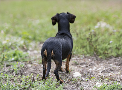 Dachshund 性质小狗动物宠物黑色棕褐色尾巴高清图片