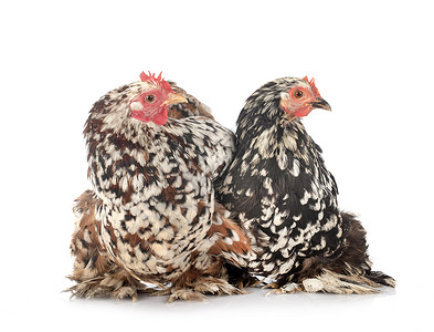 演播室动物母鸡棕色工作室公鸡家禽黑色夫妻农场白色背景图片