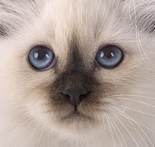 演播室的野猫小猫蓝色眼睛动物猫科工作室宠物背景图片
