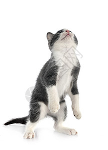 演播室里的小猫双色宠物野猫灰色猫科跳跃工作室白色流浪猫动物背景图片