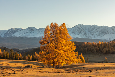 美丽的山谷照片 背景是金色的树木和白色的雪山 前景是一棵孤零零的树 下降时间 日落 阿尔泰山 俄罗斯 黄金时段背景