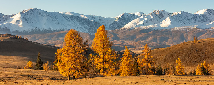 前景中满是金色树木的山谷和背景中白色雪山的美丽全景 日出 下降时间 阿尔泰山 俄罗斯 黄金时段背景图片