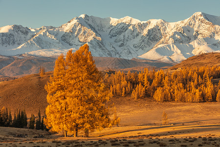 美丽的山谷照片 背景是金色的树木和白色的雪山 前景是一棵孤零零的树 下降时间 日出 阿尔泰山 俄罗斯 黄金时段背景