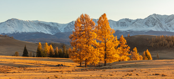 前景中满是金色树木的山谷和背景中白色雪山的美丽全景 日落 下降时间 阿尔泰山 俄罗斯 黄金时段图片