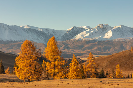 前景是一个满是金色树木的山谷 背景是白色的雪山 日出 下降时间 阿尔泰山 俄罗斯 黄金时段背景图片