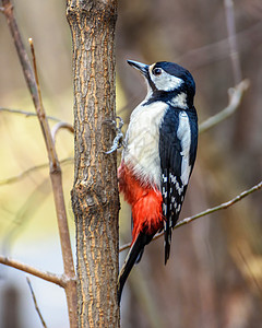 啄木鸟饲养伟大的荒野高清图片