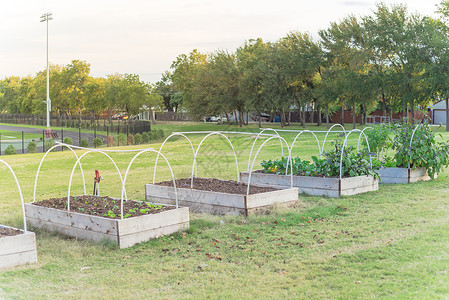 花园跑道美国小学采用 PVC 管冷架支撑和背景跑道的高床花园可持续食品农业城市拨款教育菜园社区蔬菜学习背景