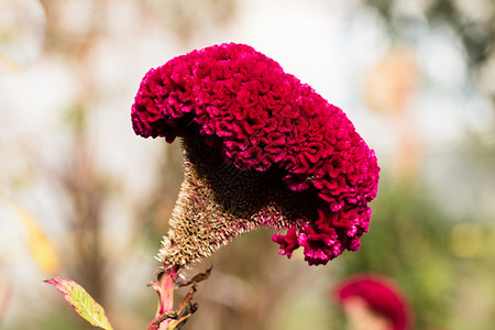 花园里的花植物群庆典植物学园艺植物观赏生长季节花瓣鸡冠花背景图片