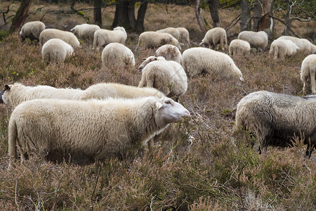牧羊的群羊白色环境森林养羊业农村牛奶动物警卫羊毛高清图片