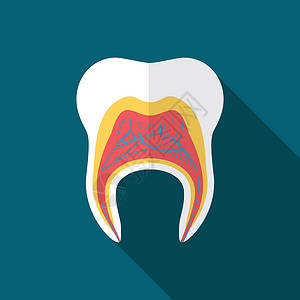 长牙齿使用长阴影 孤立的牙齿图标现代矢量图示 用长阴影绘制卫生邮票蓝色按钮徽章磨牙圆圈药品海豹凹痕插画