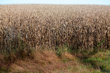 黄金玉米仁棕色的田地 高高的玉米树枝准备收割背景