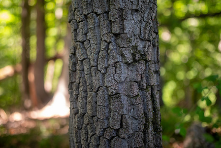 粗糙的树皮在环球无重心林中紧闭背景图片