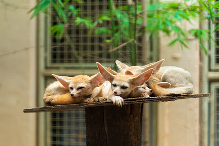 动物园货架上睡着的美人情调动物群耳廓哺乳动物沙漠捕食者宠物荒野睡眠动物背景