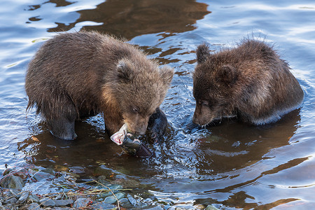 远东棕熊两只堪察加棕熊幼熊在产卵期间在河中捕捞红鲑鱼 同时在水中吃背景