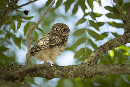 雅典娜素材小小小猫头鹰在树枝上眼睛大眼睛夜猫子森林环境眉毛猎人好奇心婴儿观鸟背景