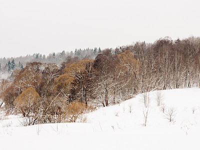 冬季自然背景 下雪下树木生长在寒风之下背景图片